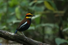 Banded-Pitta-M-