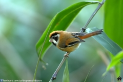 Black-eared-Parrotbill-04032018-2