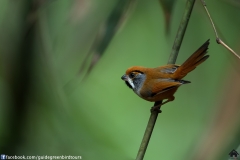 Black-throated-Parrotbill-20042018