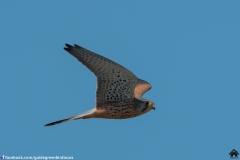 Kestral