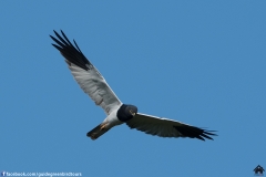 Pied-Harrier-05122017-3