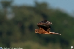 Pied-Harrier-12122017-3