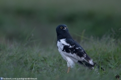 Pied-Harrier-27112017