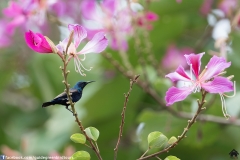 Purple-Sunbird-08122017