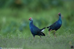 Purple-Swamphen-27112017