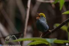 Slaty-bellied-Tesia-07112017