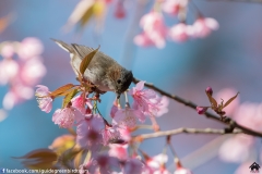 Striated-Yuhina-18012018