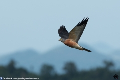 Chinese-Sparrowhawk