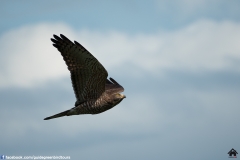 Grey-faced-Buzzard-2