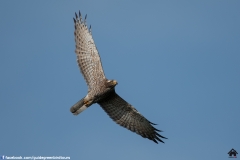 Grey-faced-Buzzard