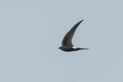 Pacific-Swift