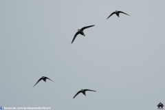 White-throated-Needletail