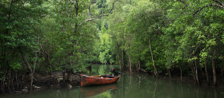 Phang-Nga-Mangrove-2