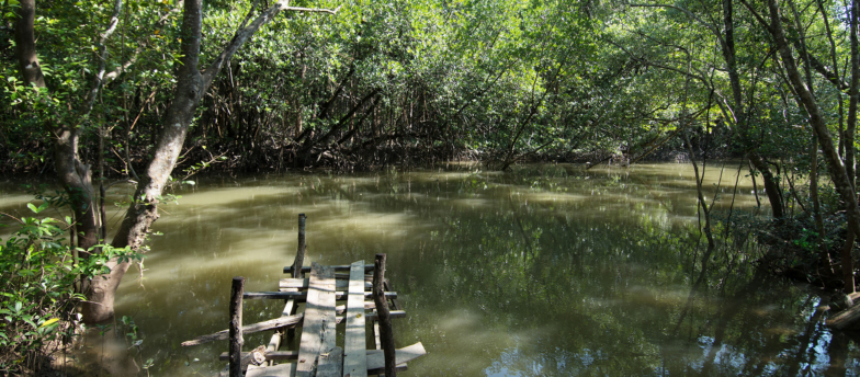 Phang-Nga-Mangrove